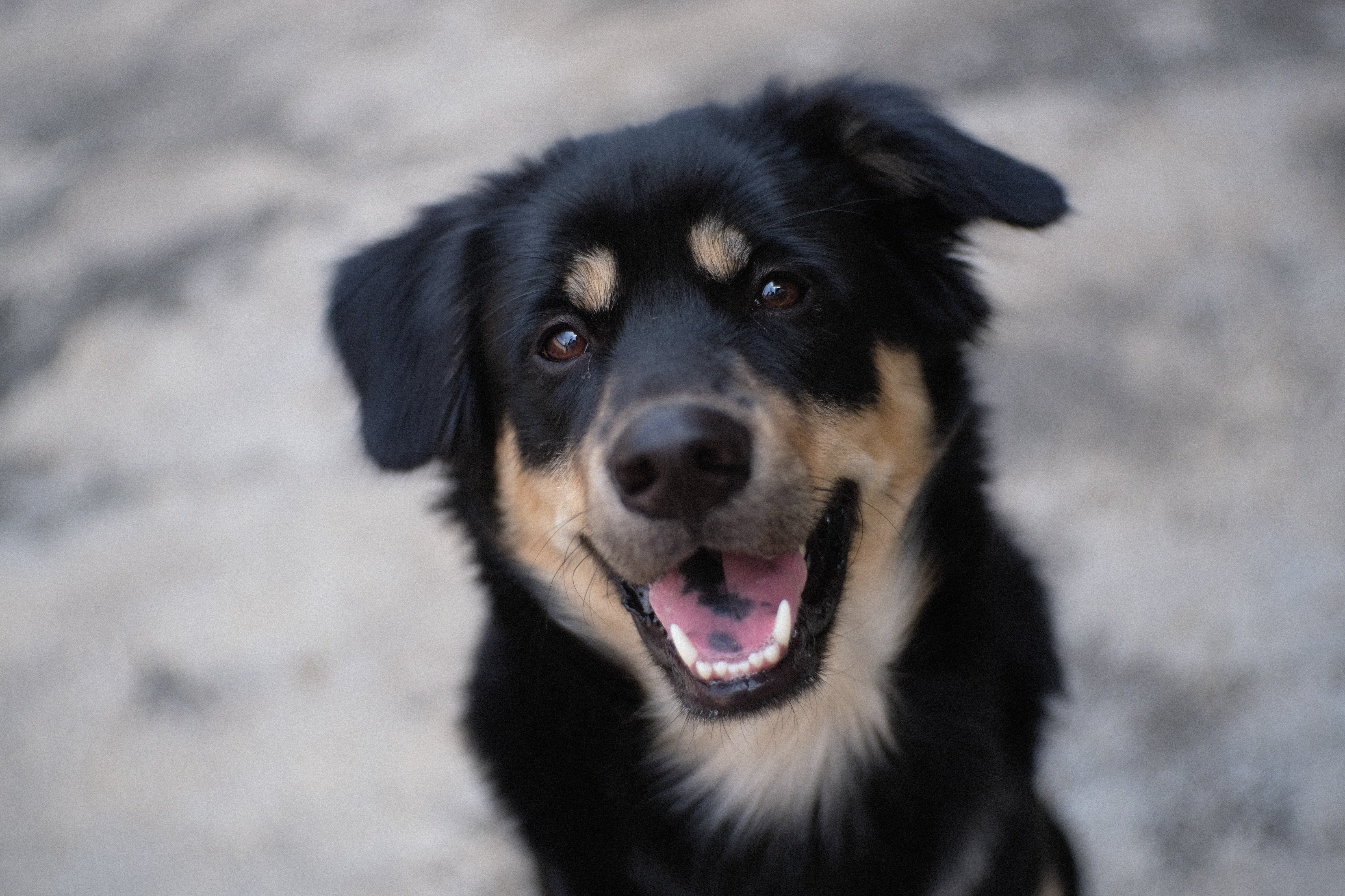 dog-profile